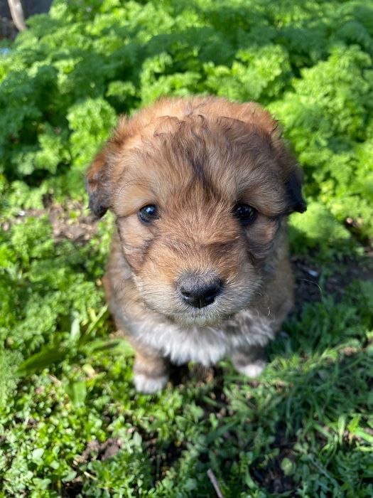 Donez căței talie medie