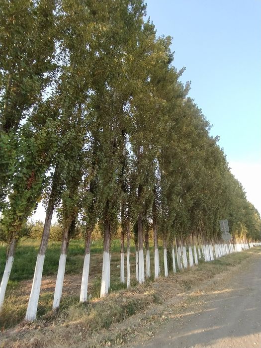 Terak optim sotiladi