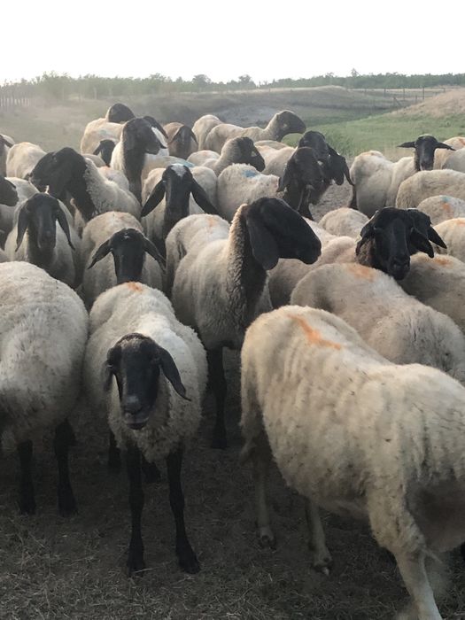De vanzare oi carabase sarbesti