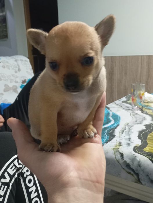 Свободен  женски чихуу пинчер