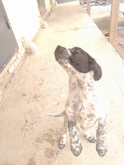 English Springer Spaniel Спаниель 

Английский спрингер-спаниель

Қысқ