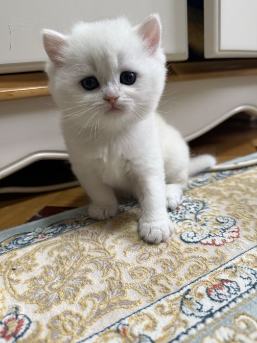 Чистокровные британские шиншиллы!