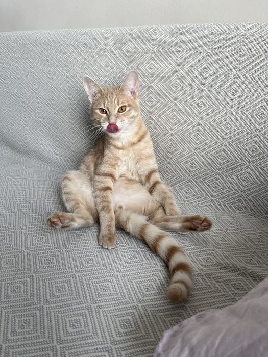 Рыжий кот, подросток