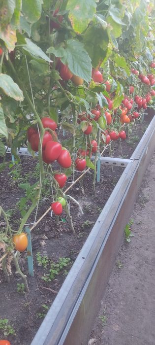 Продам помидоры домашние