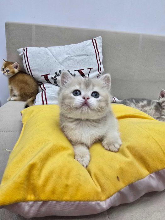 Золотые шиншиллы — 4 котёнка, готовы к переезду