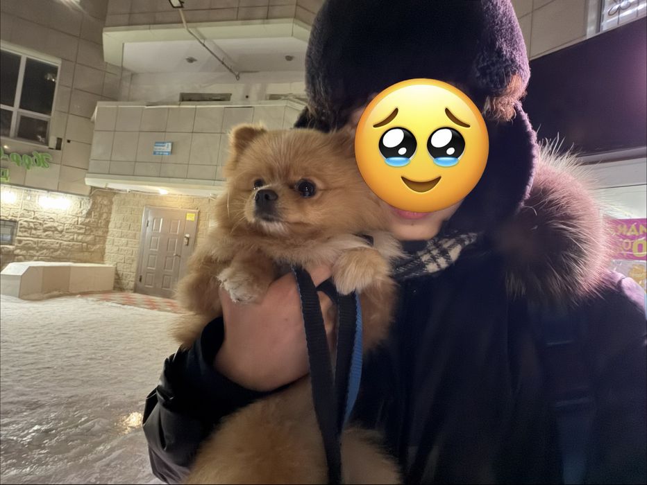 Продам немецкого шпица мини