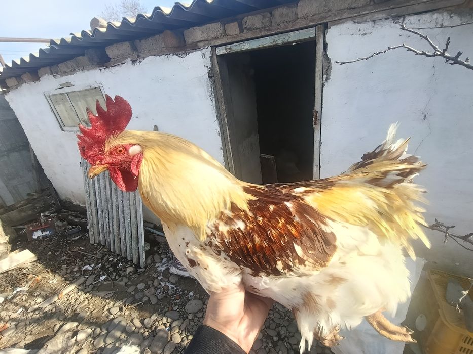 Петух ломан браун