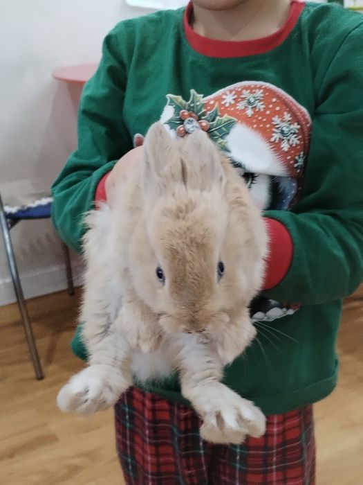 Кролик декоративный