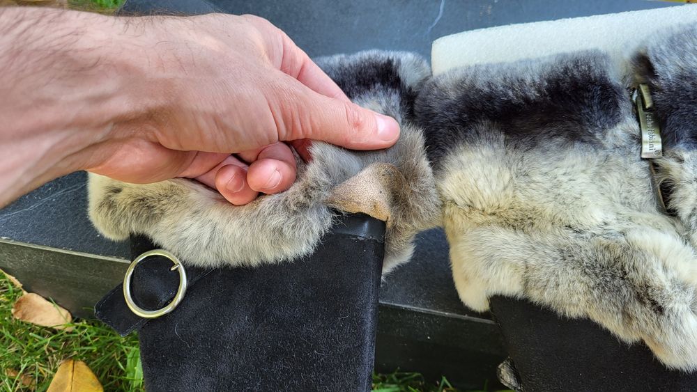 Сапоги демисезонные