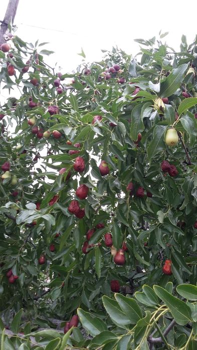 Фиданки едър хинап