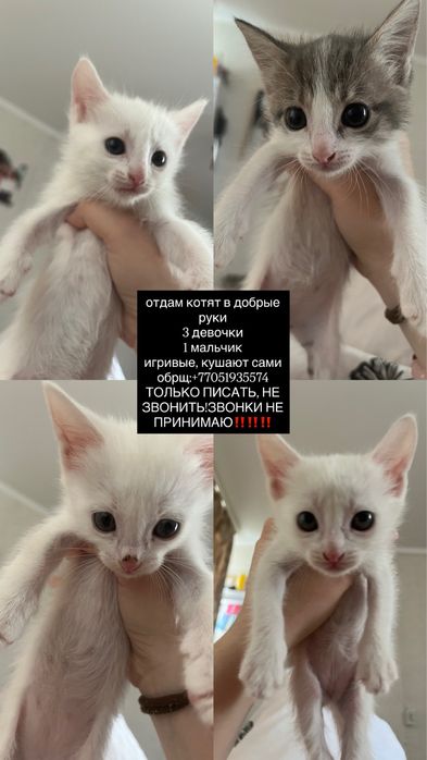 Отдам котят в добрые руки