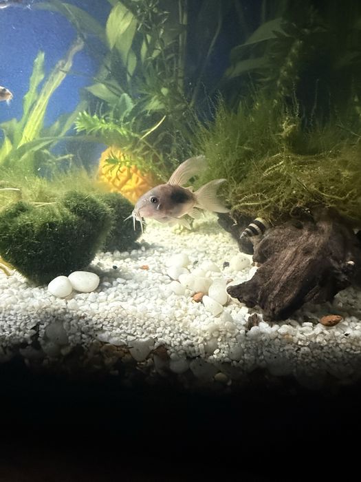 Продам или обменяю жителей аквариума