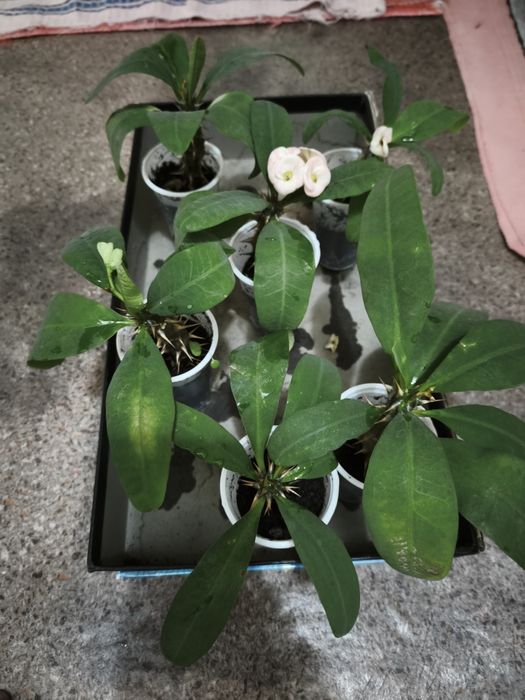 Эуфобия Миля. Молочай