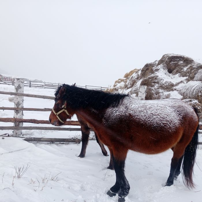 Продам  бие жабагымен