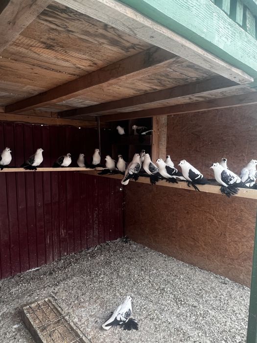 Vând păuni , fazani , gaini  moțate olandeze, sebright , porumbei