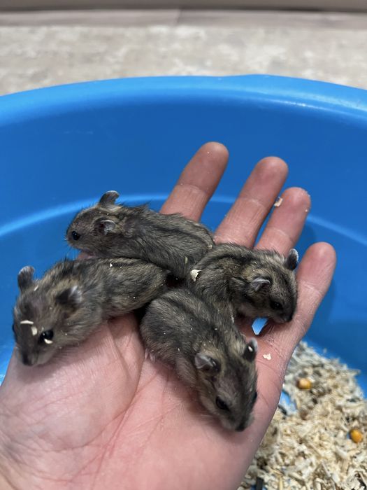 Продам хомячков малышей