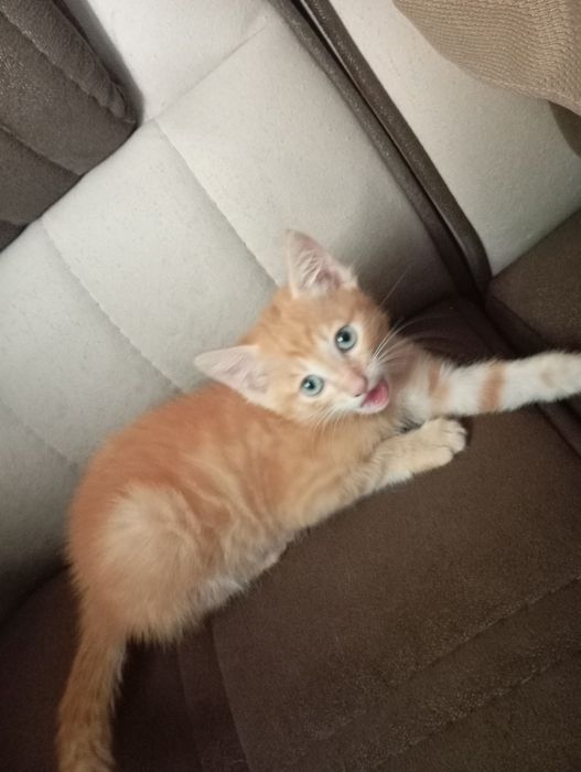 Кошки отдам даром