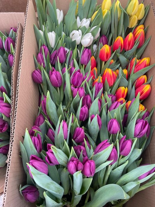 Тюльпаны опт и розница Уральск