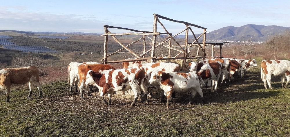 Vaci, juninci, Tăurași