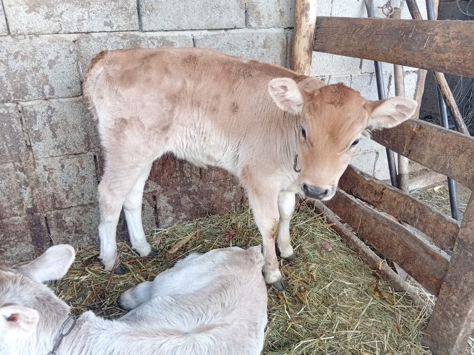 Продам телочка алатауская