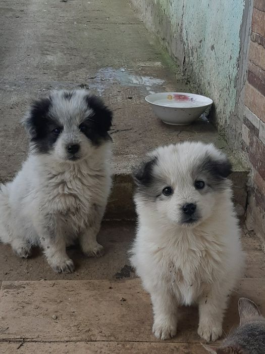 Cățeluși pentru adopție