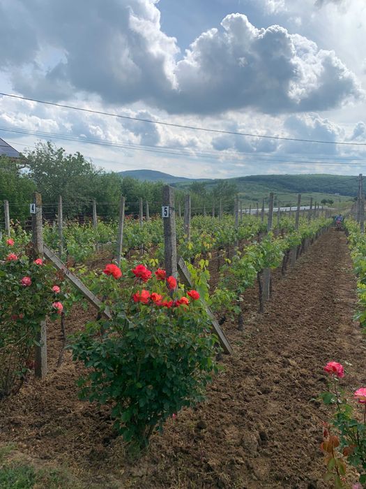 Struguri pt. vin Cabernet Sauvignon