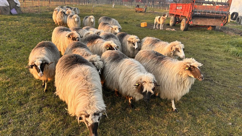 Vand oi bune de tinut,