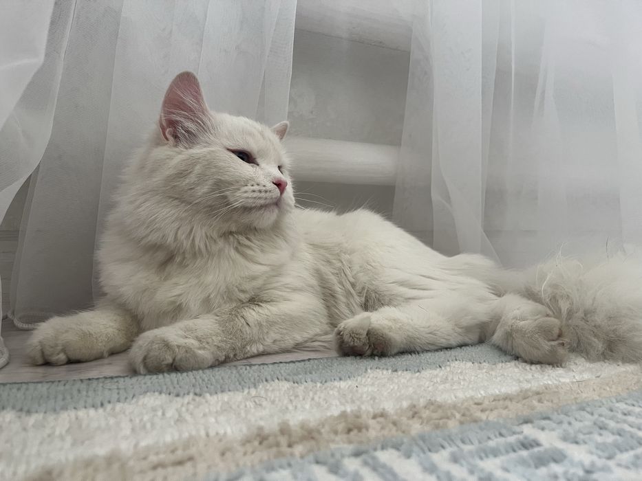Вязка кот турецкого ангора
