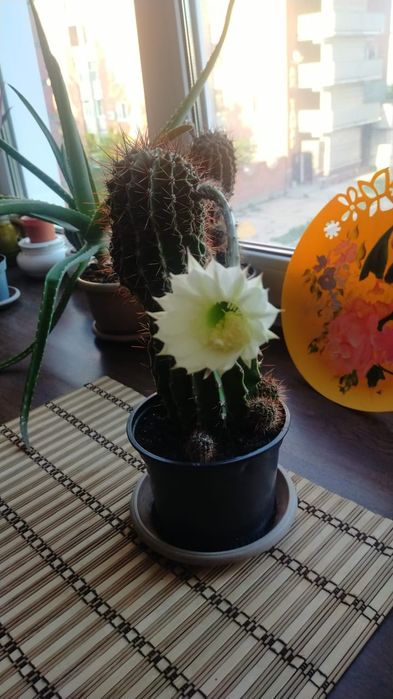 Продам кактус эхинопсис