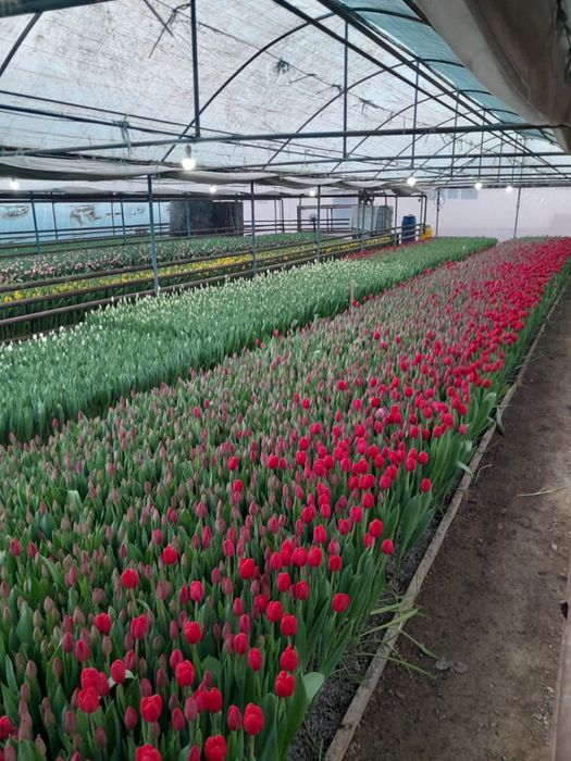 Тюльпаны оптом | Сезон 2026