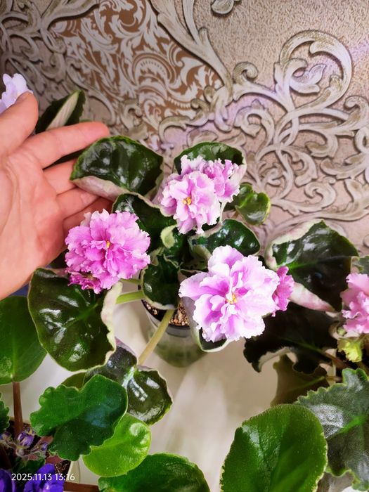 Сортовые фиалки сенполии