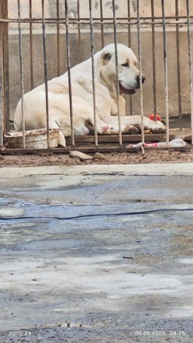 СОА Алабай белый