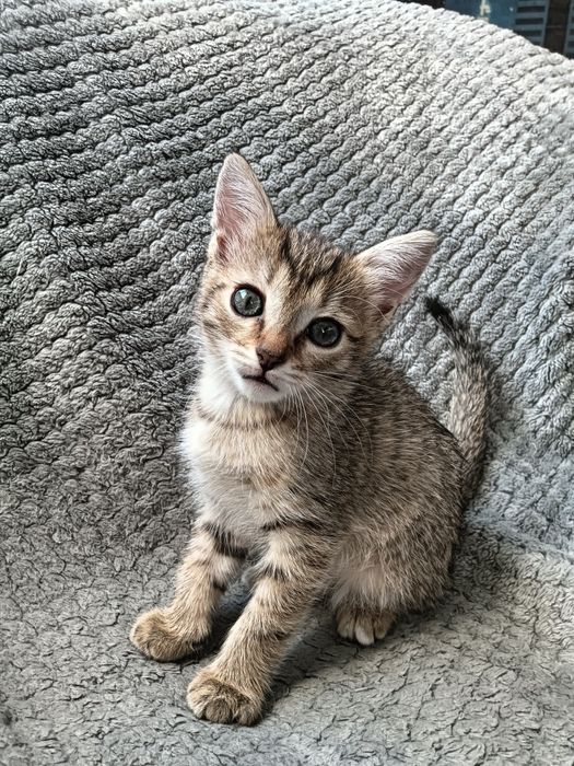 3 породистых котенка