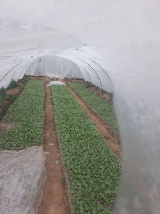 Тарвуз кучатлар сотилади