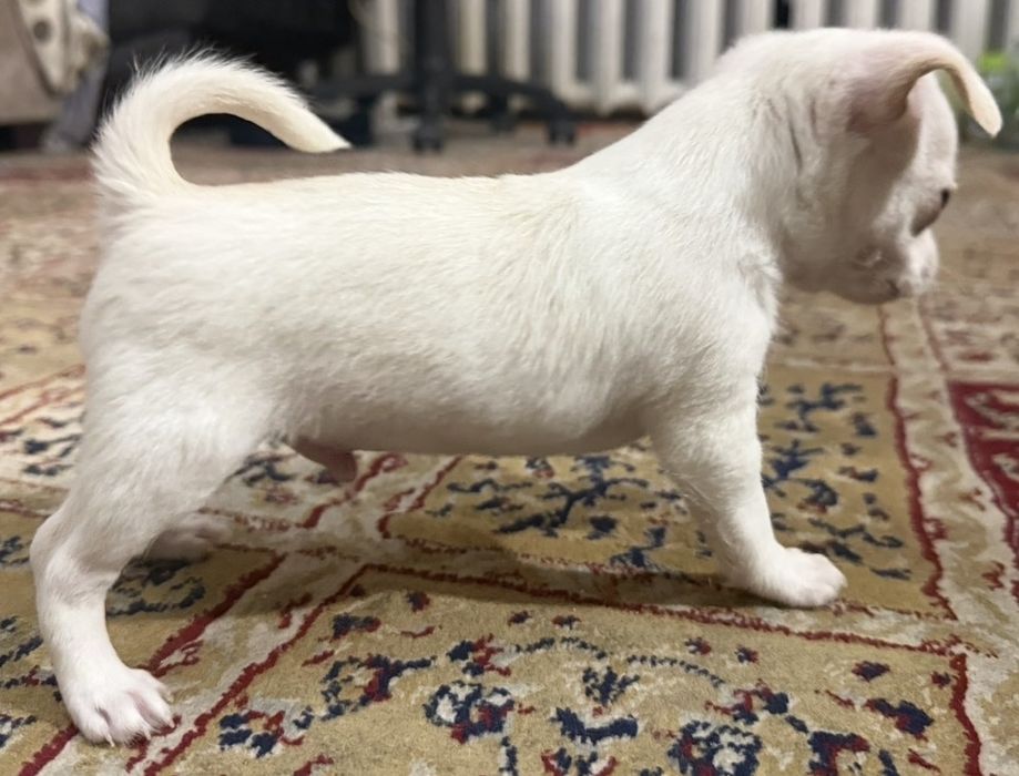 Продам щенка чихуахуа мальчик