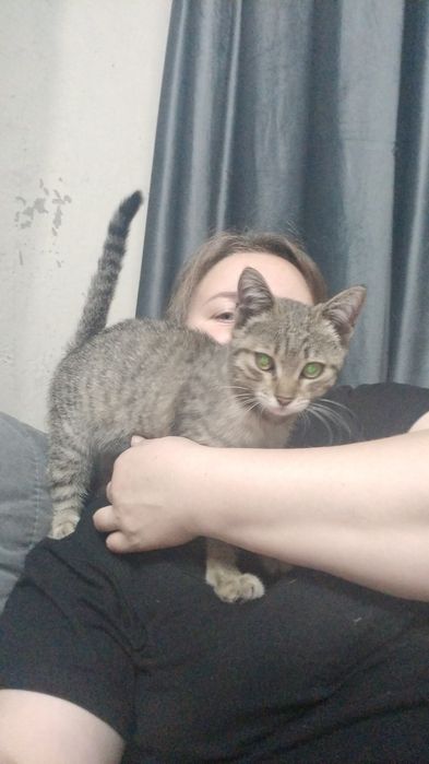 Активная кошечка ,ищет дом