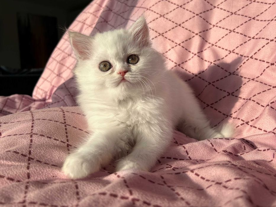 Scottish Straight Longhair - fetita, exemplar superb, cu Pedigree