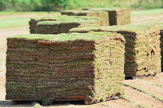 Рулонный живой газон от пройзводителя