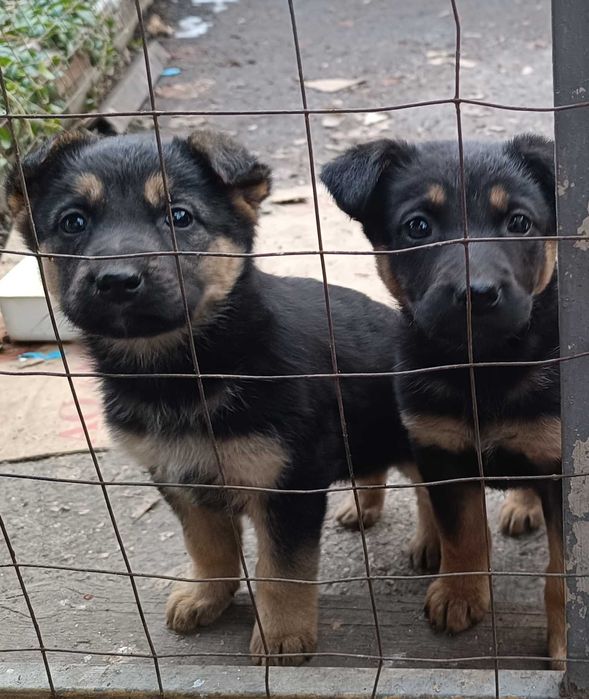 Продам щенков, метисы