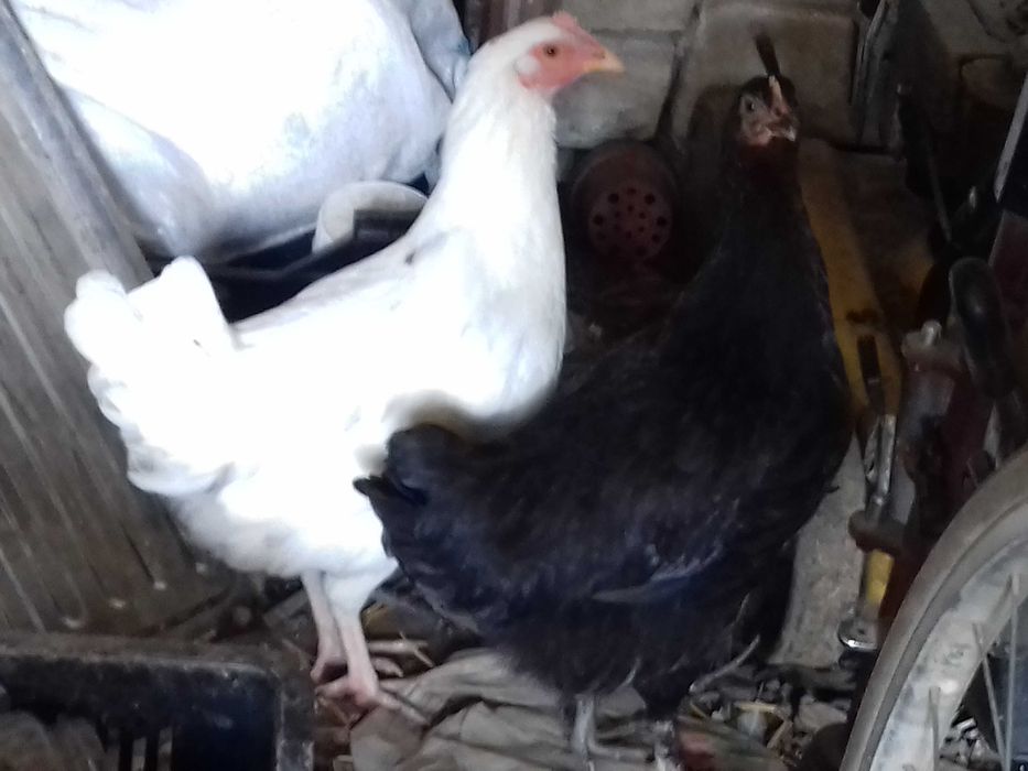Vānd 1 puicuță marans negru-arămiu