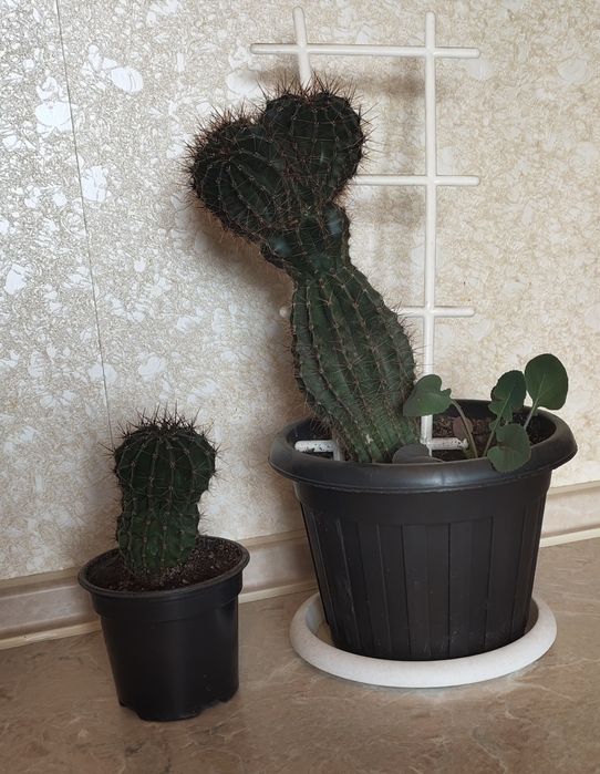 Кактусы красивые