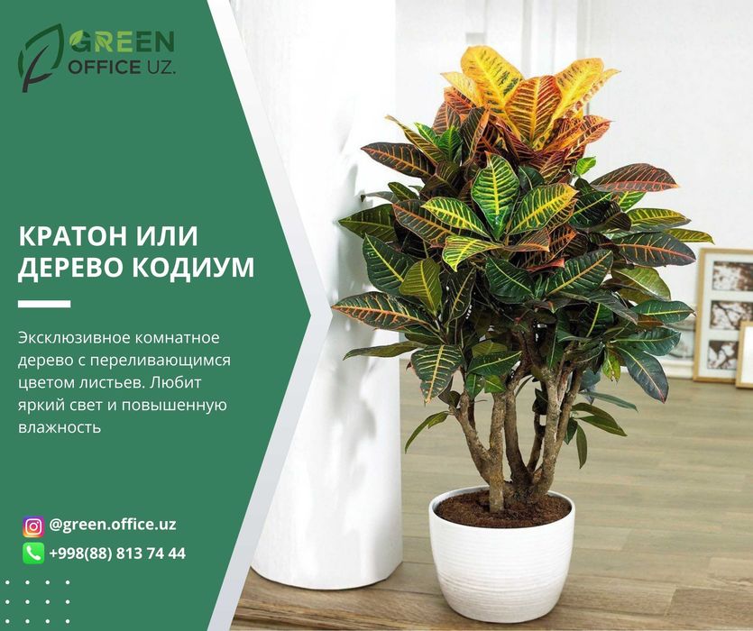 Популярные комнатные растения