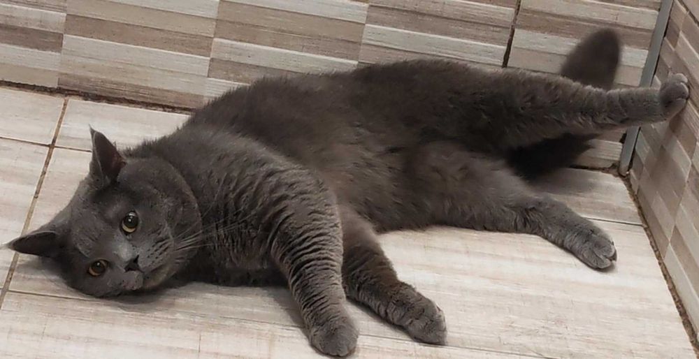 Британско късокосместо коте