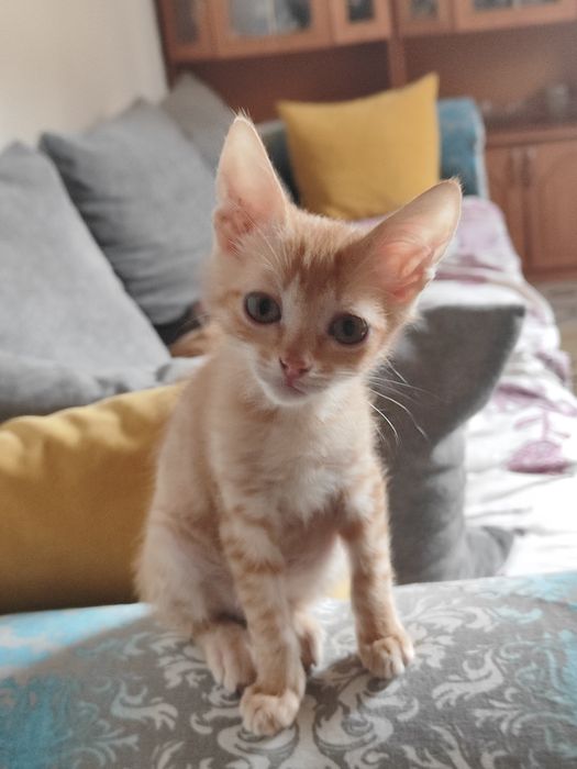 котят мальчик ищут дом