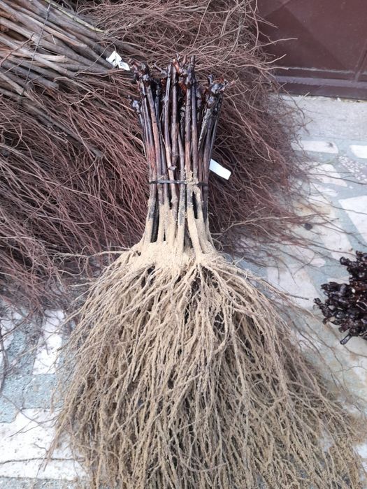 Vând butasi vita de vie