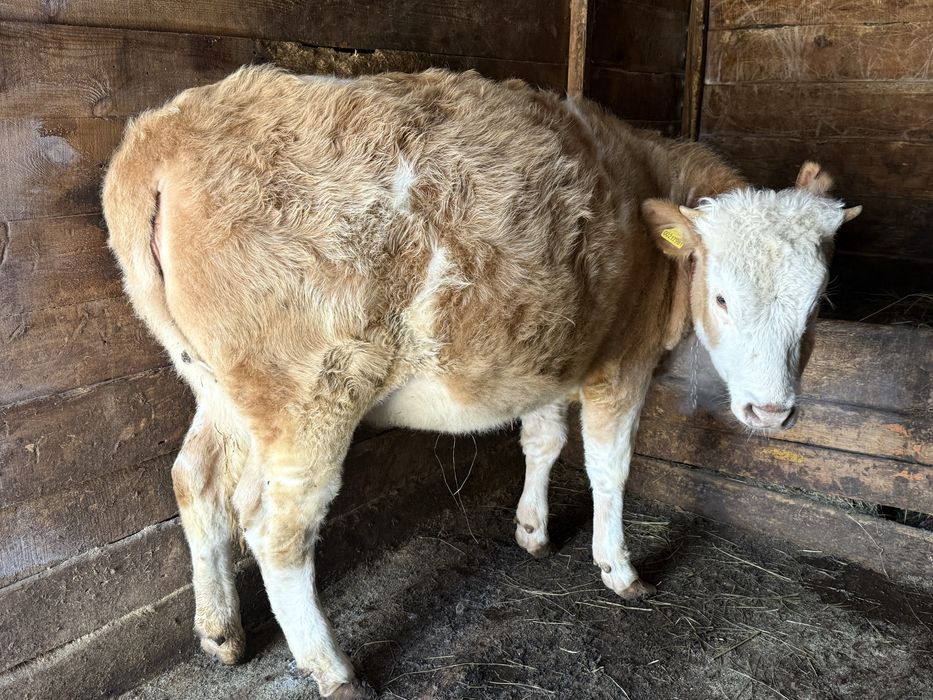 Продам жирные телки