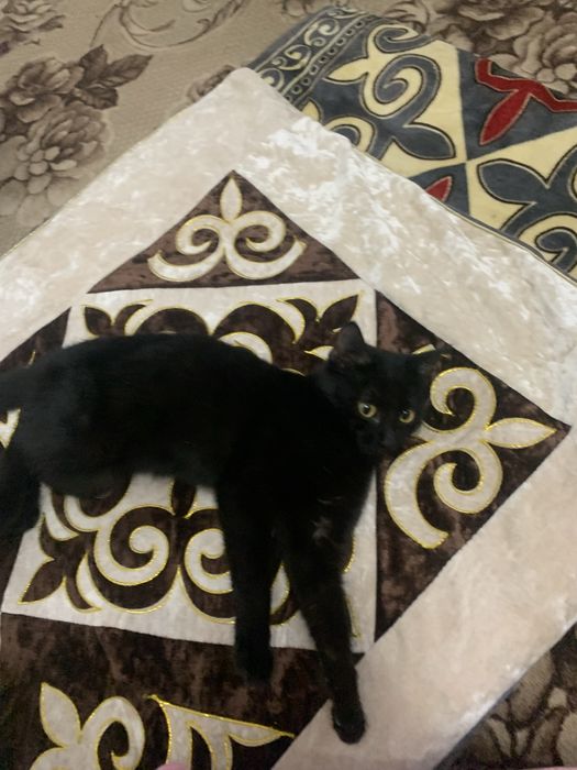 Кошка в добрые руки