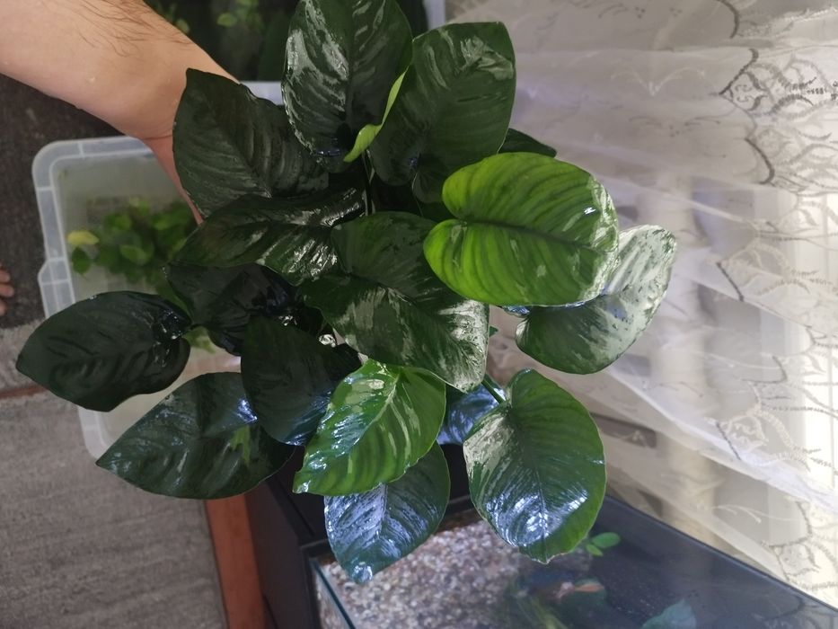 Anubias gigant sort