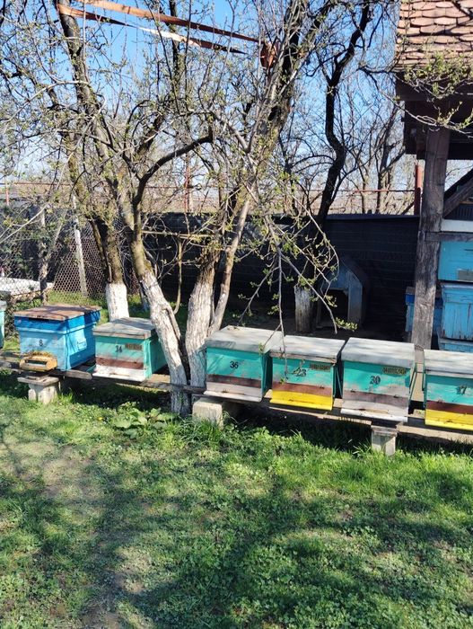 Vând stupi (albine)