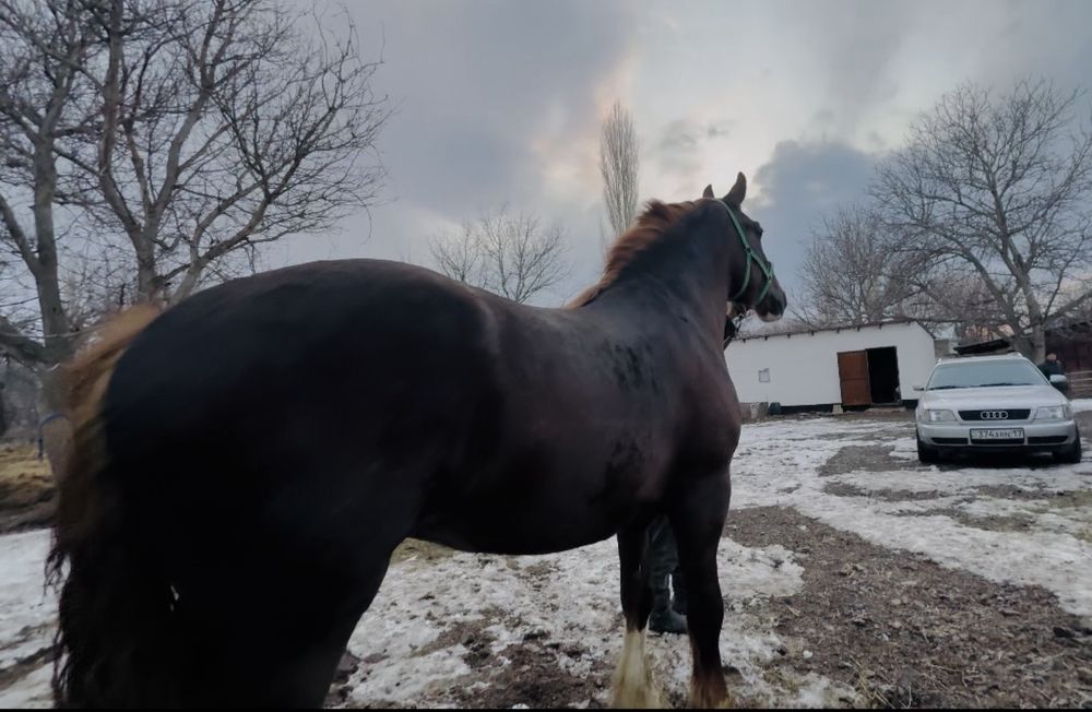 Продам Элитную Кобылу